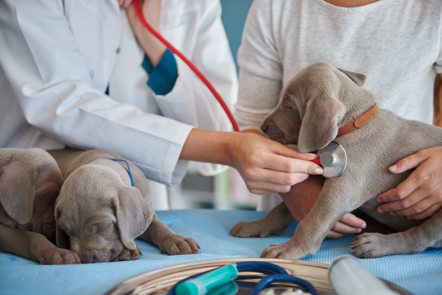 Managing Tax for Veterinary Clinics